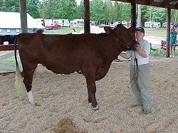 Shorthorn