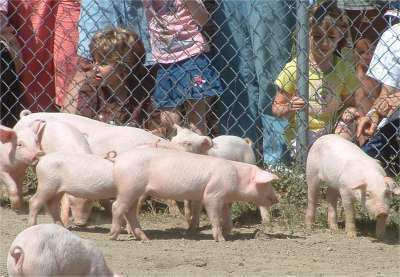 Piggies